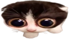 MONKA emote