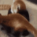 redpanda_fight emote
