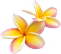 tropic_flower5 emoji