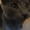 CE_Kith4 emote