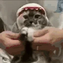 thisBrorWILLMAKEyouDance emote