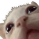 whatdidyousaypussy emote
