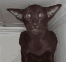 kotomillerwampir emote