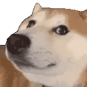 WeirdChamp emote
