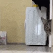 catsus emote