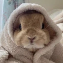 comfyBun emote