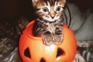 TheCatLooksAtYouInSurpriseAndSitsInApumpkin emote