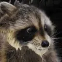 BRUH emote