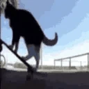 skate emote
