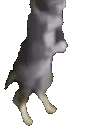 CatPrayAllah emote