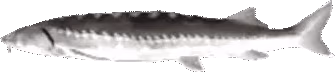 FrozenJoel emote