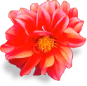 flower_dahlia emote