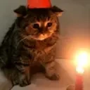 SadgeCat emote