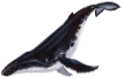 baleine_bosse emote