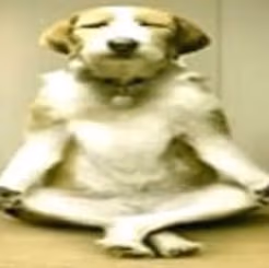 silly_wise_dog emote