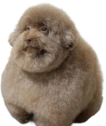 Scoobert emote