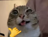 Sendy emote