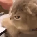 mad emote
