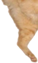 catjump3 emote
