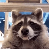 raccoon_tongue emote