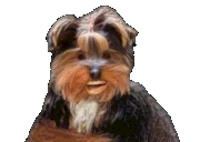 BBGETOUTTAHERE emote