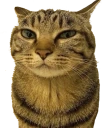 MrPenis emote