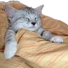 CE_Sleepcat emote