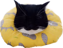 maxwellsleepy emote