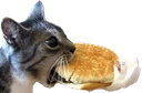 icanhazcheeseburger emoji