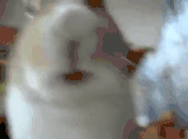 eda emote