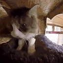 catEXCITE emote