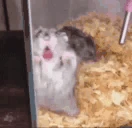 bebebe emote