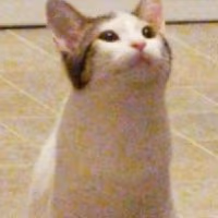 politestare emote