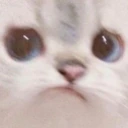WorryCat emote