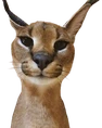zabloing emote