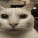catAware emote
