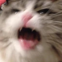 CE_CatShake3 emote