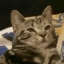 amassa emote