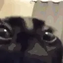 catStare emote