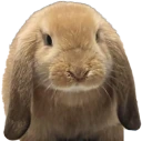 Bunny emote