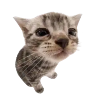 kawaii_cat_looking_camera emote