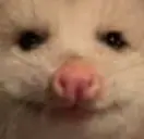 PossU emote