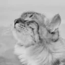 GIGACAT emote