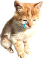 kittenPensiveCry emote