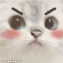 MADcat emote