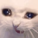 sadcat2 emote