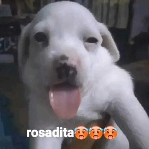 iapaja avatar