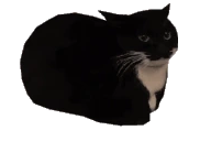 MaxwellFAST emote
