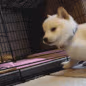 CE_DoggoBOOP emote