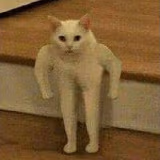 thot_cat emote